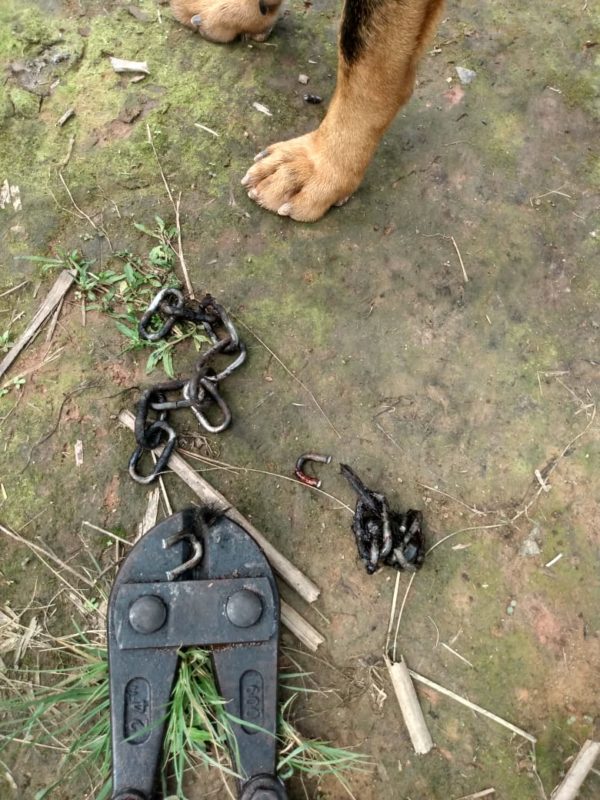 Corrente foi retirada pelos bombeiros – Foto: Bombeiros Militares/Divulga&ccedil;&atilde;o