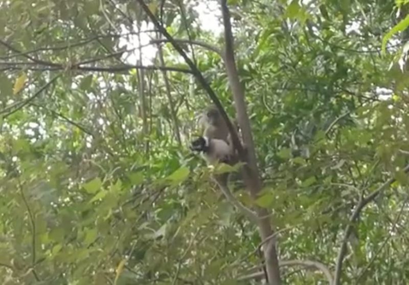 Macaco selvagem ‘sequestrou’ filhote de cachorro por 3 dias – Foto: Reprodu&ccedil;&atilde;o internet/ND