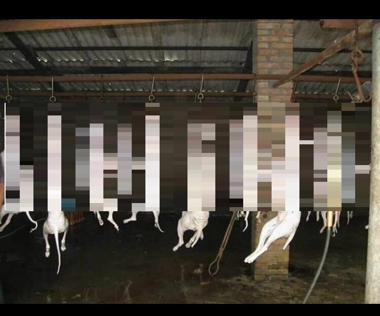 Delegado explica imagens chocantes de carne de cachorro que teriam sido  achadas em SC