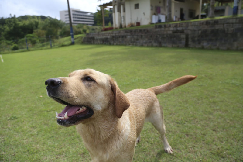 Estabelecimentos da Capital que são “amigos dos animais” receberão certificado e passarão por qualificação – Foto: Anderson Coelho/Arquivo/ND