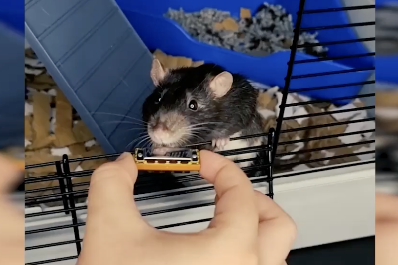 Mr. Blik &eacute; m&uacute;sico e compositor e prefere mel a queijo – Foto: Reprodu&ccedil;&atilde;o