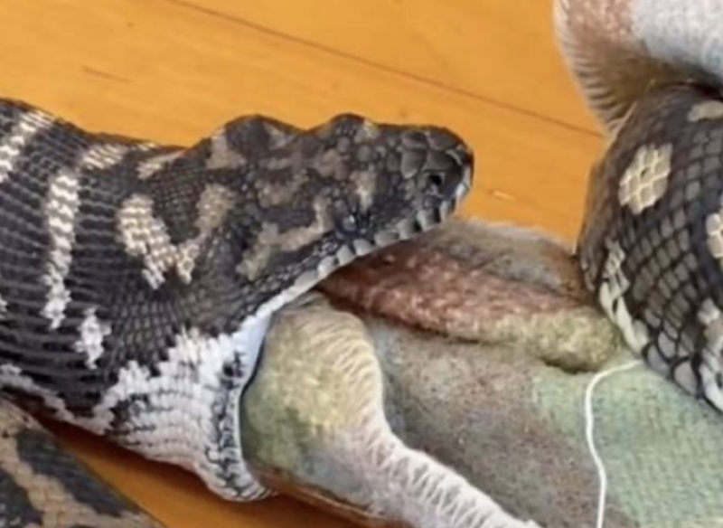 Cobra engole cobertor, confundindo a pe&ccedil;a com um c&atilde;ozinho – Foto: Reprodu&ccedil;&atilde;o