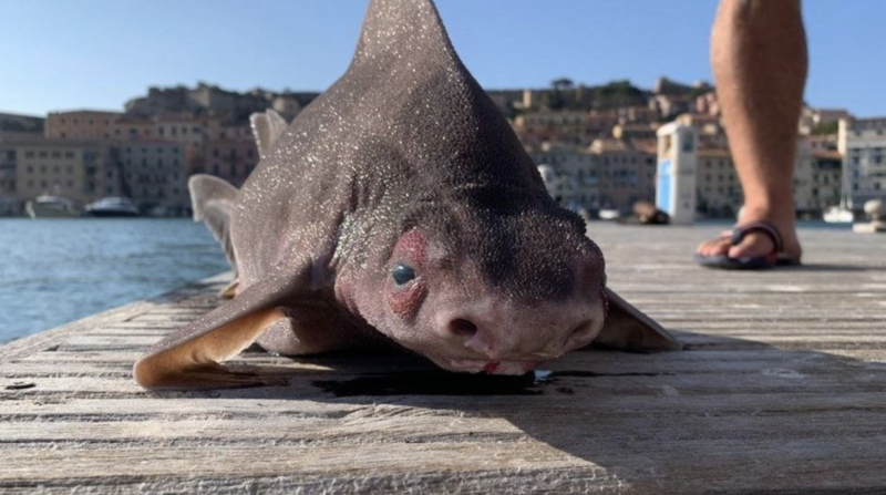 Tubarão porco foi pego no Mar Mediterrâneo, mas já estava morto – Foto: Reprodução
