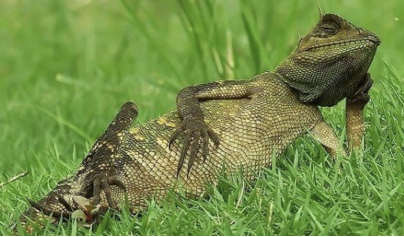 Pegando um solzinho, relaxad&atilde;o, camale&atilde;o s&oacute; n&atilde;o se mexeu porque o fot&oacute;grafo era amigo – Foto: Reprodu&ccedil;&atilde;o