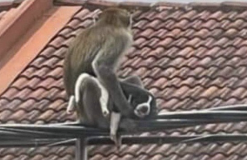 É permitido ter um macaco como animal de estimação?