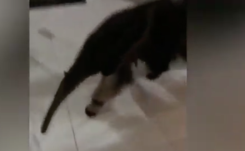 Tamandu&aacute; entra em restaurante e &eacute; flagrado em v&iacute;deo – Foto: Reprodu&ccedil;&atilde;o