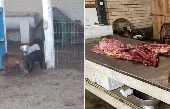 Delegado explica imagens chocantes de carne de cachorro que teriam sido  achadas em SC