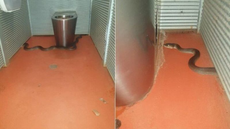 Animal foi visto por um outro homem que passava pelo local – Foto: Reprodução