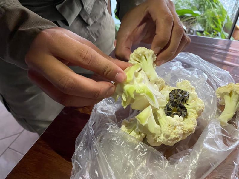 Jararaca-dormideira &eacute; encontrada em couve-flor, desta vez em Porto Belo – Foto: GOR Costa Esmeralda