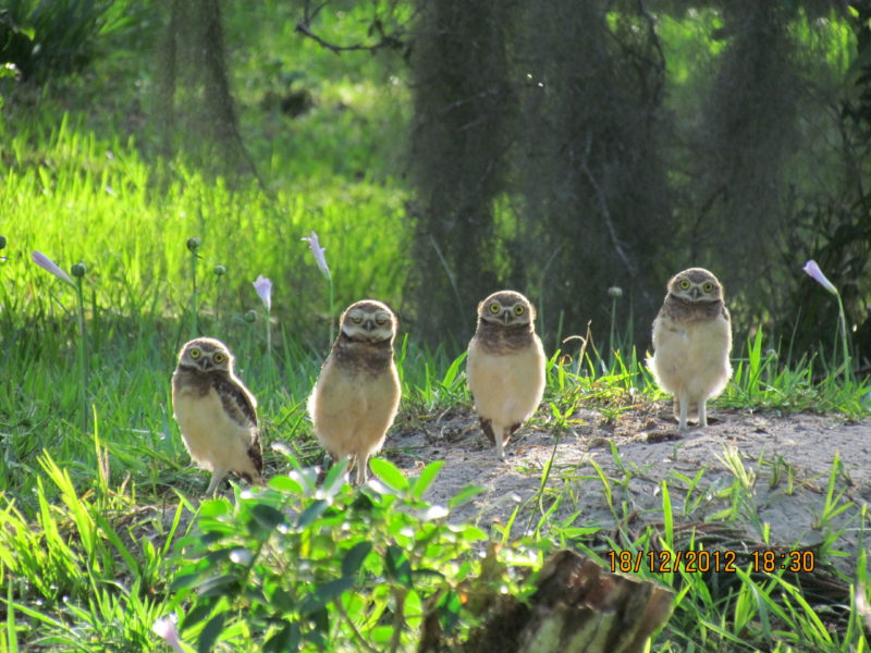 Animais silvestres podem ser encontrados na trilha do Parque do Rio Vermelho, em Florian&oacute;polis – Foto: Divulga&ccedil;&atilde;o/IMA/ND