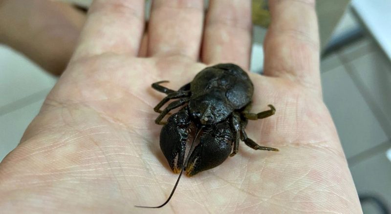 Aegla grisella é uma espécie ameaçada – Foto: Arquivo pessoal/ND