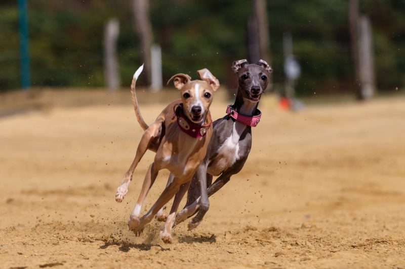 Projeto de lei 70/2021 proíbe a realização de corrida de cães em Santa Catarina – Foto: Pixabay