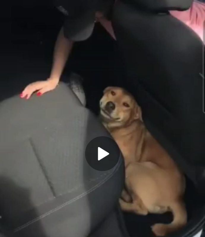 Série de vídeos mostrando o cachorro no carro repercutiram na internet &#8211; Foto: Reprodução Internet
