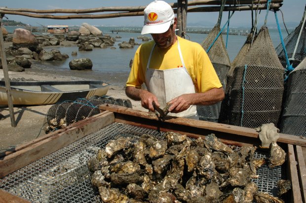 Áreas para cultivo de moluscos são interditadas após registro de toxina diarreica &#8211; Foto: Nilson Teixeira/ Divulgação/ Epagri/ND