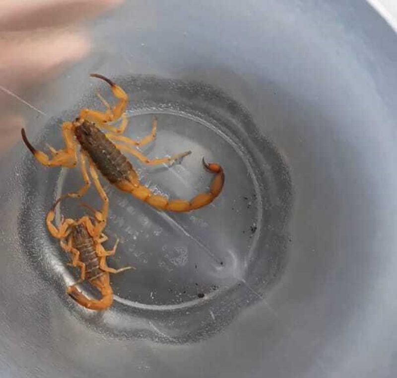 Yellow scorpion sightings spark 'boom' in Greater Florianopolis