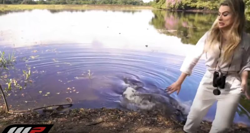 Ex-BBB Fernanda Keulla &eacute; atacada por jacar&eacute; no Pantanal – Foto: Reprodu&ccedil;&atilde;o/ND