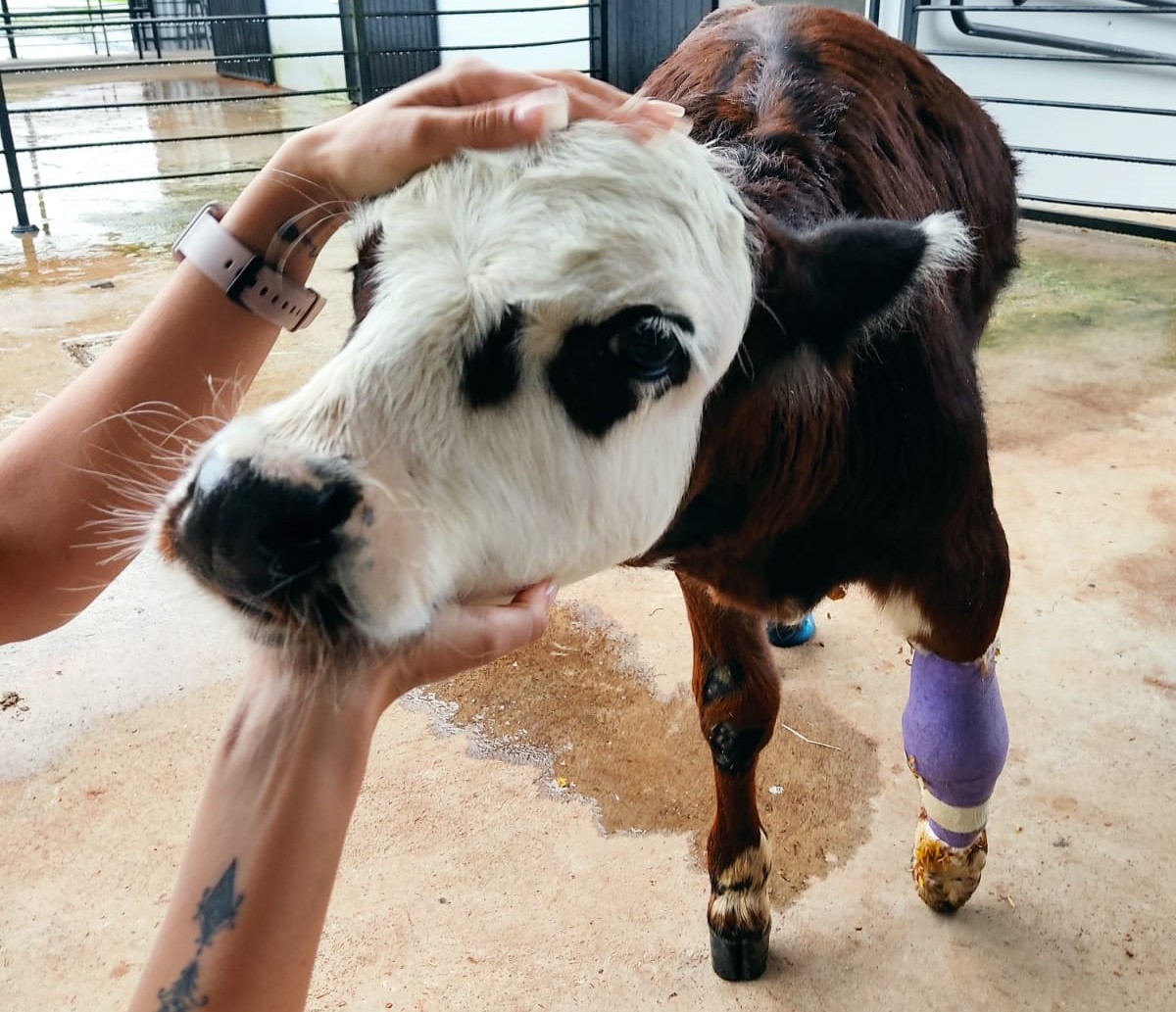Uma pata para ferdinando: estudantes pedem apoio para ajudar bezerro em joinville