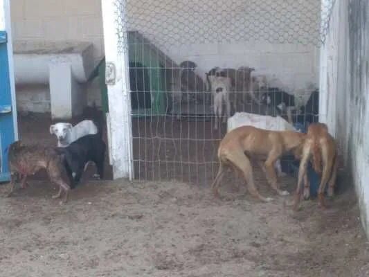 Foto de cachorros em canil circulam na internet como se fossem de SC - Reprodução/ND