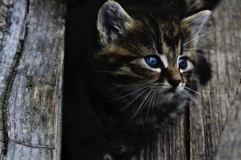 Sumi&ccedil;o de gatos &eacute; mist&eacute;rio em cidade italiana – Foto: Pixabay