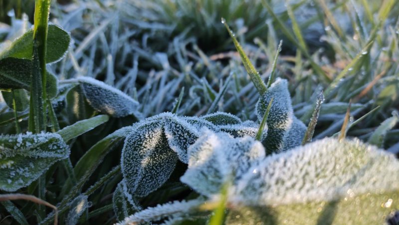 Com temperatura de 0 °C, São Joaquim amanheceu com geada – Foto: Wagner Urbano/Divulgação/ND