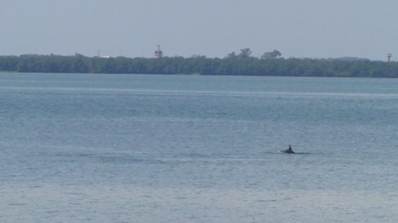 Mamíferos denominados boto-da-tainha (Tursiops truncatus) costumam ocupar a área de baía, na Ilha de SC – Foto: Diogo de Souza/ND