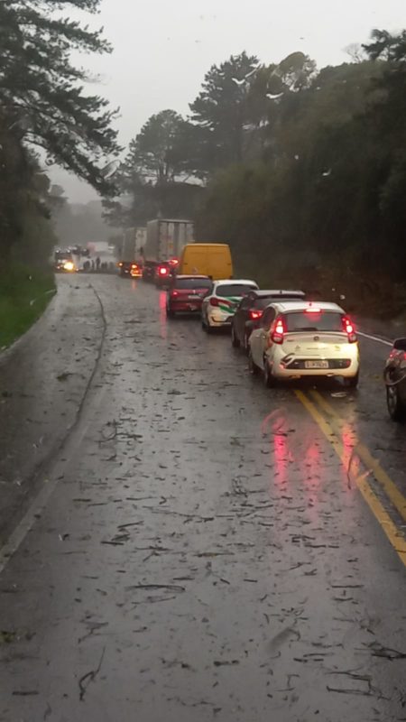 &Aacute;rvore tombou em Monte Alegre sentido Pouso Redondo; preju&iacute;zos, conforema chuva vai acumulando, v&atilde;o aumentado. – Foto: Grupo Noticias SC Curitibanos (Reprodu&ccedil;&atilde;o-Internet)