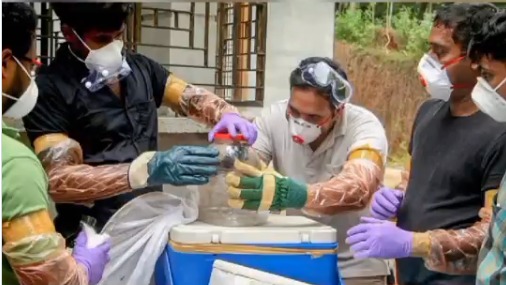 Morcego &eacute; capturado para estudo em Maio de 2018, no estado de Kerala – Foto: Redes sociais/ND