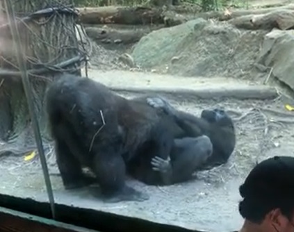 Casal de gorilas é ‘flagrado’ fazendo sexo oral em meio a zoológico – Foto: New York Post/Divulgação/ND
