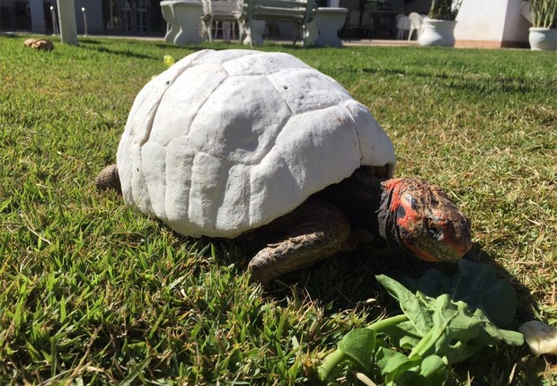 Casco 3D – Foto: C&iacute;cero Moraes/Arquivo pessoal/ND