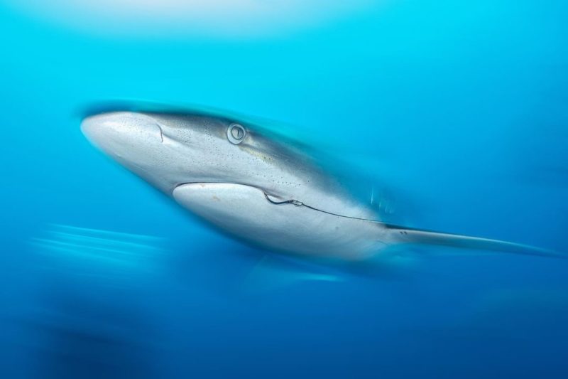 Cavalo-marinho: Conheça mais sobre esse peixe - Blog da Engenharia