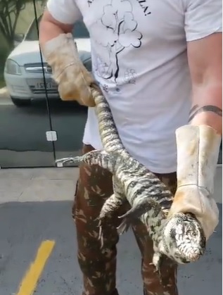 Biólogo Christian Raboch já é conhecido pelos resgates e, desta vez, o animal da vez é um lagarto – Foto: Reprodução/Internet