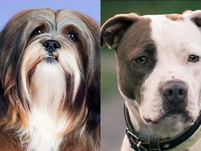 Lhasa apso sobreviveu ao ataque de pitbulls em Balne&aacute;rio Cambori&uacute;, mas ficou com sequelas – Foto: Reprodu&ccedil;&atilde;o Internet