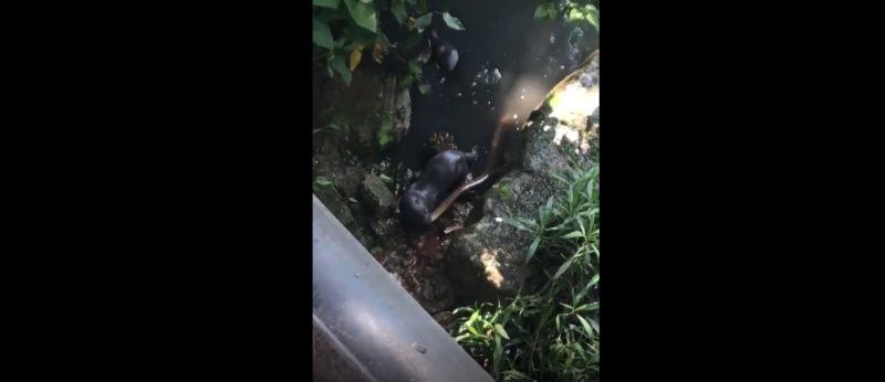 Vídeo mostra duas lontras caçando a presa no rio Cachoeira – Foto: Internet