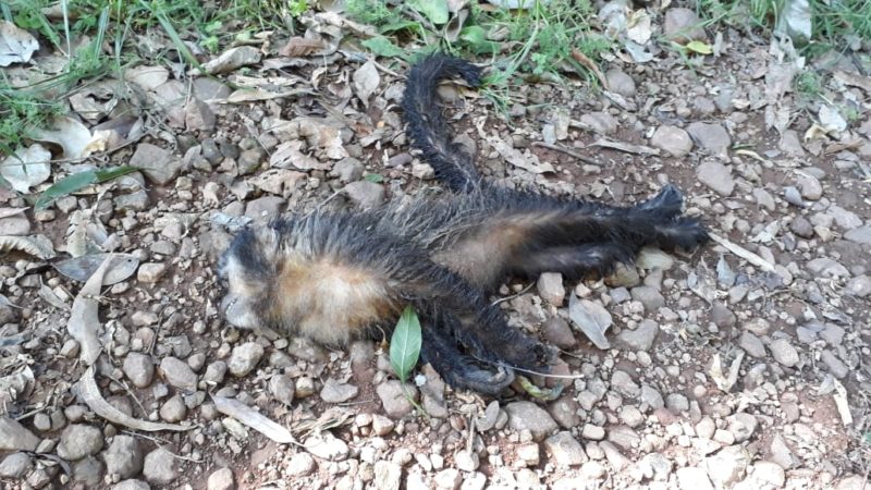 Macaco foi encontrado morto no fim de semana – Foto: Prefeitura de São João do Oeste/ND