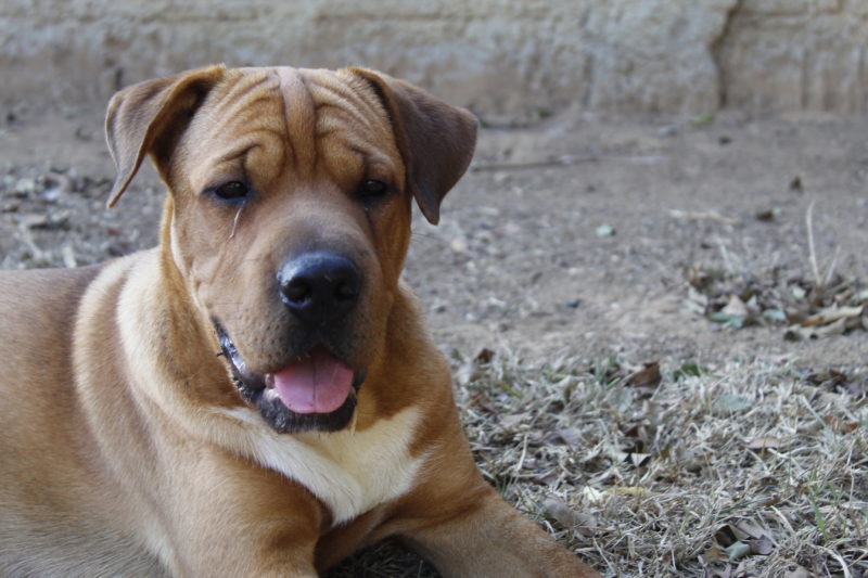 Lei que trata de controle populacional de animais dom&eacute;sticos &eacute; aprovada em Santa Catarina, mas ainda precisa de regulamenta&ccedil;&atilde;o – Foto: Erika Artmann/Divulga&ccedil;&atilde;o/ND