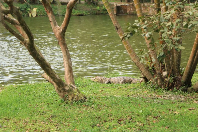 Flora e fauna nativa s&atilde;o atra&ccedil;&otilde;es do Parque do C&oacute;rrego Grande, unidade de conserva&ccedil;&atilde;o pr&oacute;xima &agrave; UFSC – Foto: Marcos Albuquerque / PMF