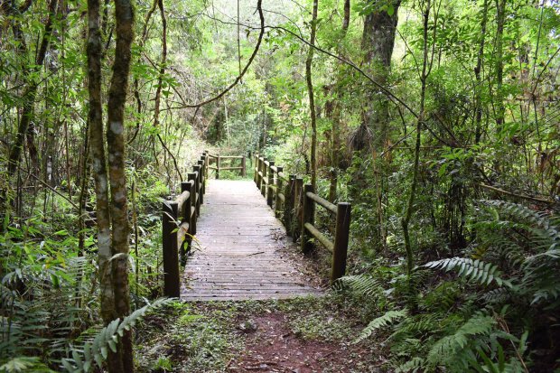 Parque estadual administrado pelo IMA; na imagem, vegetação e ponte no Parque das Araucárias