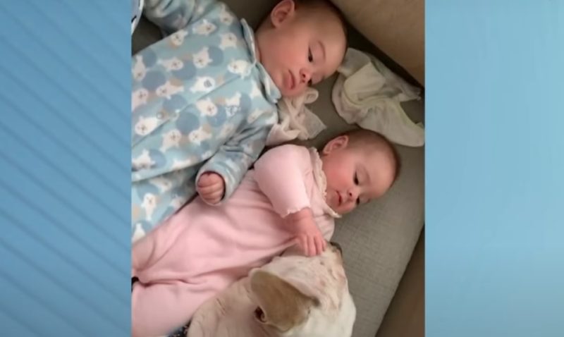 Pedro e Clara convivem com o cachorro de estima&ccedil;&atilde;o da fam&iacute;lia desde que nasceram – Foto: Reprodu&ccedil;&atilde;o/NDTV RecordTV