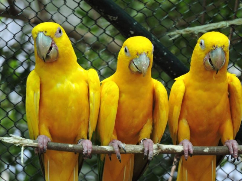 <span style="font-weight: 400;">Especialistas entendem que a conservação é uma das melhores ferramentas para administrar os recursos naturais</span> – Foto: Arquivo/Zoo Pomerode