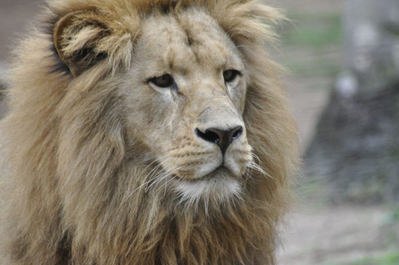 O Zoo Pomerode <span style="font-weight: 400;">possui métodos para a preservação da fauna e a flora local</span> – Foto: Arquivo/Zoo Pomerode
