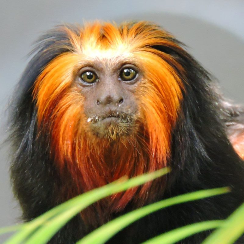 O Zoo Pomerode tem como objetivo <span style="font-weight: 400;">proteger a biodiversidade do planeta e evitar a extinção de espécies</span> – Foto: Arquivo/Zoo Pomerode