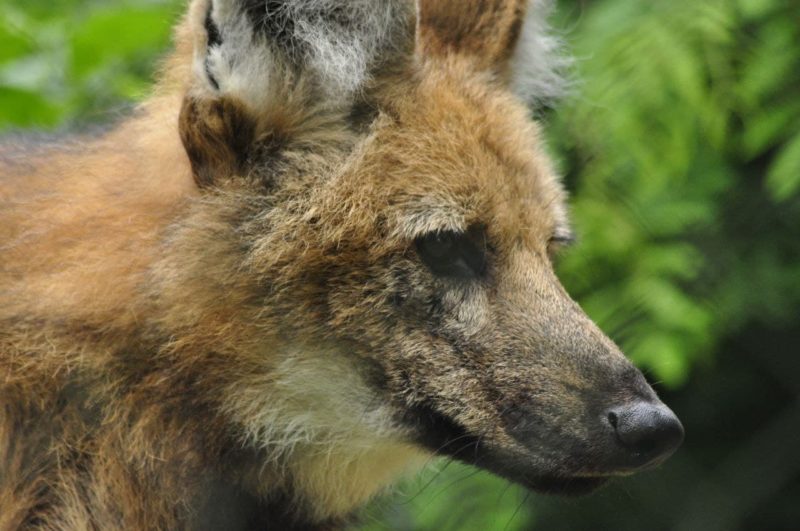 O Zoo Pomerode realiza <span style="font-weight: 400;">trabalhos ex situ e contribui também financiando ações in situ, pesquisas e monitoramentos</span> – Foto: Arquivo/Zoo Pomerode
