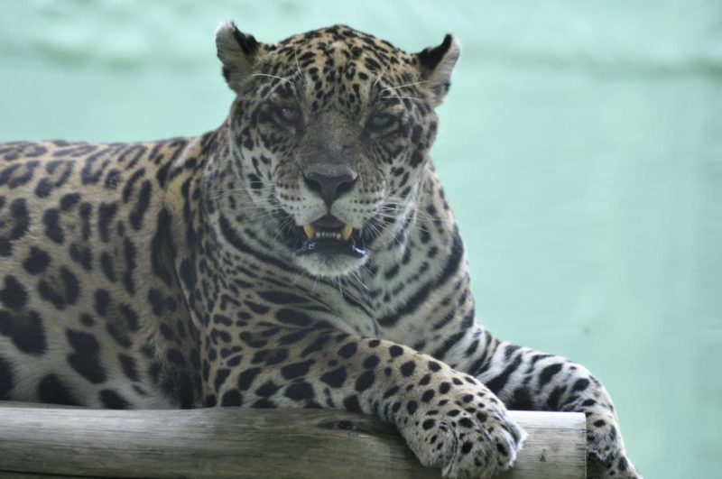 <span style="font-weight: 400;">Biólogos, veterinários e zootecnistas atuam diariamente no manejo dos animais</span> – Foto: Arquivo/Zoo Pomerode