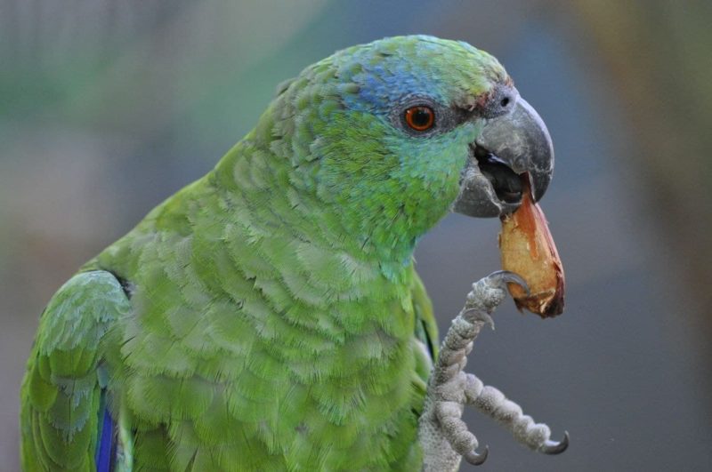 <span style="font-weight: 400;">O Zoo Pomerode prioriza a utilização de mudas nativas na arborização dos recintos e passeios</span> – Foto: Arquivo/Zoo Pomerode