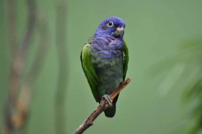 <span style="font-weight: 400;">O Zoo Pomerode fez a recomposição da mata ciliar em um trecho de 16 mil m² do Ribeirão Jerusalém</span> – Foto: Arquivo/Zoo Pomerode