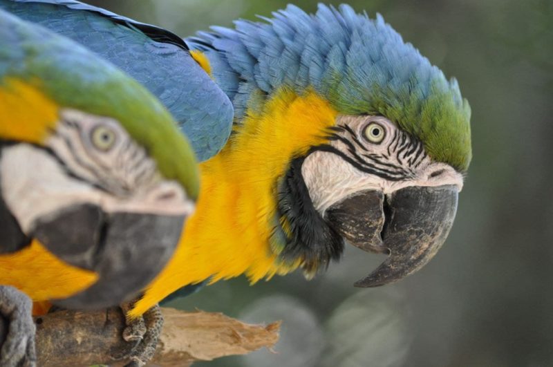 <span style="font-weight: 400;">As ações de sustentabilidade instituídas no Zoo Pomerode possibilitam a geração de economia</span> – Foto: Arquivo/Zoo Pomerode