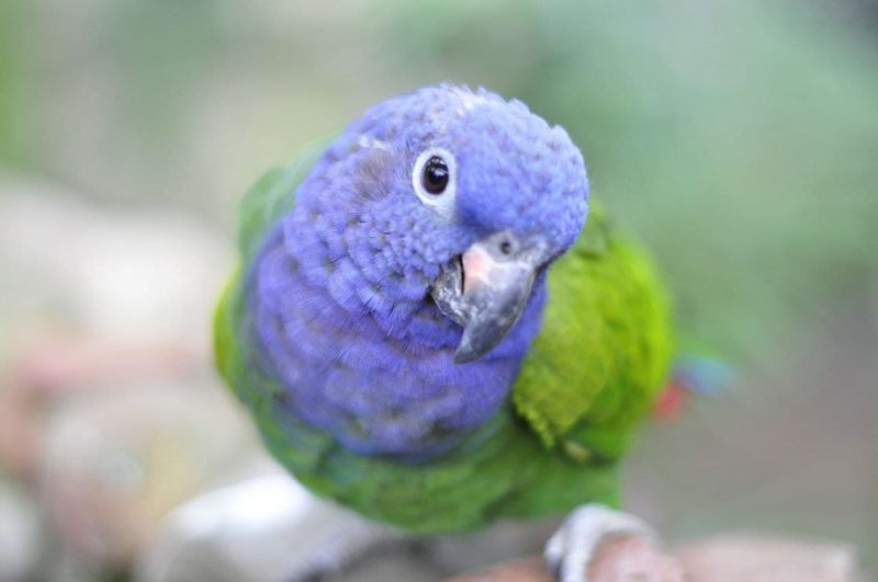 <span style="font-weight: 400;">O sistema utilizado pelo Zoo é mais uma evidência da preocupação e importância de nossas instituições para a qualidade de vida da comunidade e da biodiversidade</span> – Foto: Arquivo/Zoo Pomerode