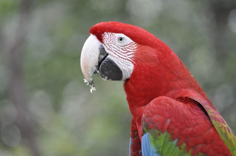<span style="font-weight: 400;">Os alimentos que são utilizados estão presentes no próprio Zoo, como as goiabas oferecidas aos psitacídeos e os ramos de aroeira e capim oferecidos aos passeriformes</span> – Foto: Arquivo/Zoo Pomerode