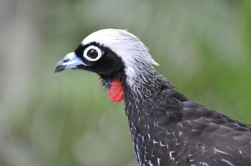 <span style="font-weight: 400;">Uma das grandes conquistas do Zoo é poder retornar os animais ao seu habitat natural</span> – Foto: Arquivo/Zoo Pomerode