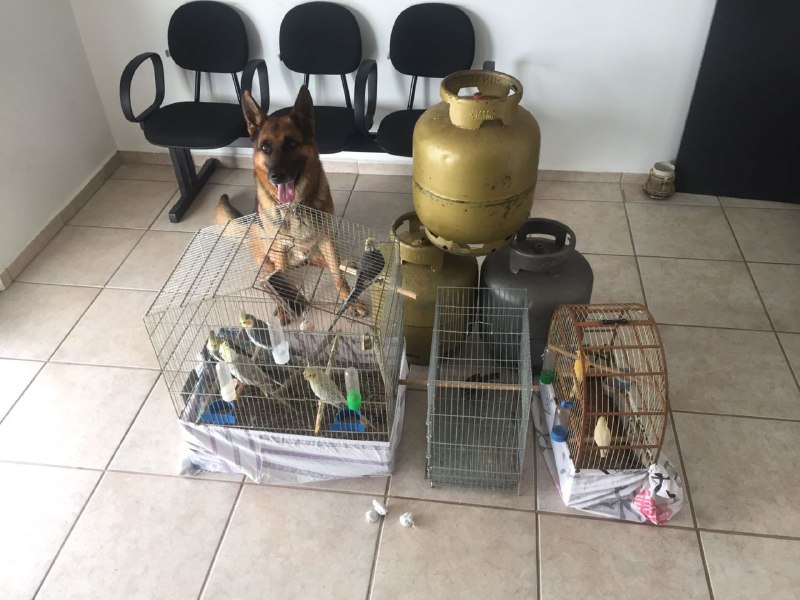 P&aacute;ssaros, botij&otilde;es de g&aacute;s e droga foram encontradas na casa do homem. – Foto: Pol&iacute;cia Militar/Divulga&ccedil;&atilde;o/ND